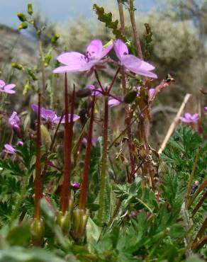 Fotografia 1 da espécie Erodium aethiopicum no Jardim Botânico UTAD