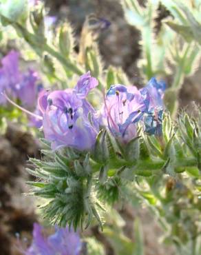 Fotografia 3 da espécie Echium tuberculatum no Jardim Botânico UTAD