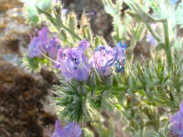 Fotografia da espécie Echium tuberculatum