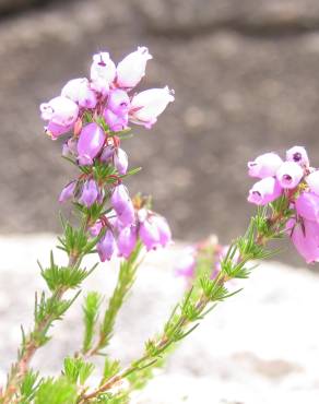 Fotografia 5 da espécie Erica cinerea no Jardim Botânico UTAD