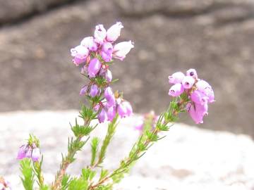 Fotografia da espécie Erica cinerea