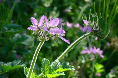 Fotografia da espécie Erodium moschatum