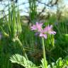 Fotografia 3 da espécie Erodium moschatum do Jardim Botânico UTAD