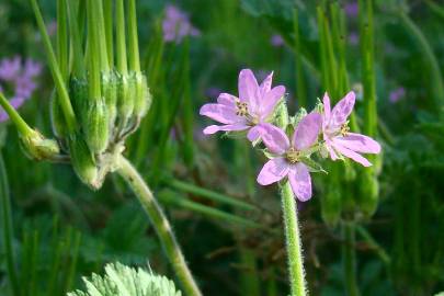 Fotografia da espécie Erodium moschatum