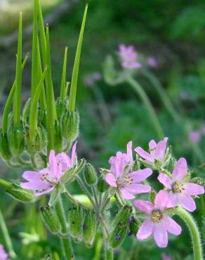 Fotografia 5 da espécie Erodium moschatum no Jardim Botânico UTAD