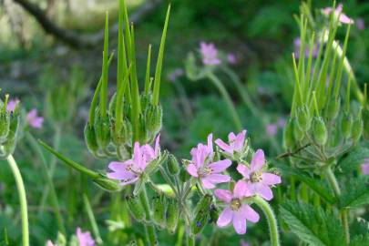 Fotografia da espécie Erodium moschatum