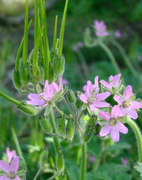 Fotografia 6 da espécie Erodium moschatum no Jardim Botânico UTAD