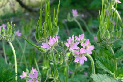 Fotografia da espécie Erodium moschatum