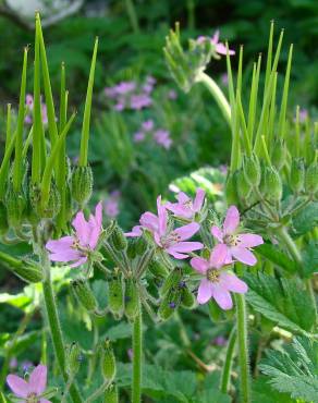 Fotografia 7 da espécie Erodium moschatum no Jardim Botânico UTAD