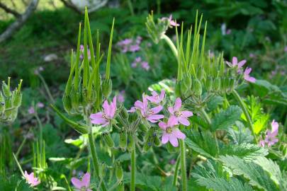 Fotografia da espécie Erodium moschatum