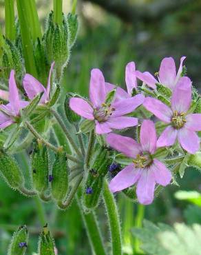 Fotografia 1 da espécie Erodium moschatum no Jardim Botânico UTAD