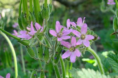 Fotografia da espécie Erodium moschatum