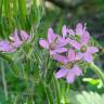 Fotografia 1 da espécie Erodium moschatum do Jardim Botânico UTAD