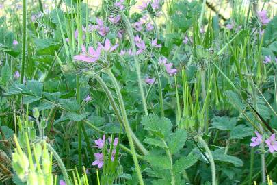 Fotografia da espécie Erodium moschatum