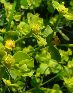 Fotografia 4 da espécie Euphorbia segetalis var. segetalis no Jardim Botânico UTAD