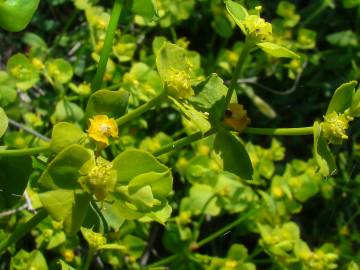 Fotografia da espécie Euphorbia segetalis var. segetalis