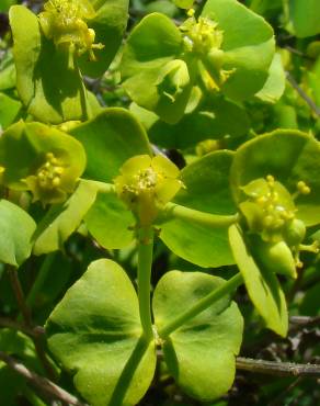 Fotografia 5 da espécie Euphorbia segetalis var. segetalis no Jardim Botânico UTAD