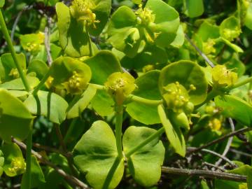 Fotografia da espécie Euphorbia segetalis var. segetalis