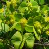 Fotografia 5 da espécie Euphorbia segetalis var. segetalis do Jardim Botânico UTAD