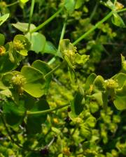 Fotografia da espécie Euphorbia segetalis