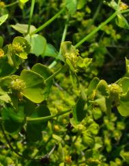 Euphorbia segetalis var. segetalis