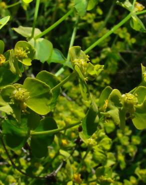 Fotografia 1 da espécie Euphorbia segetalis var. segetalis no Jardim Botânico UTAD