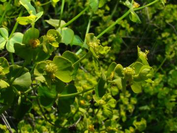 Fotografia da espécie Euphorbia segetalis var. segetalis