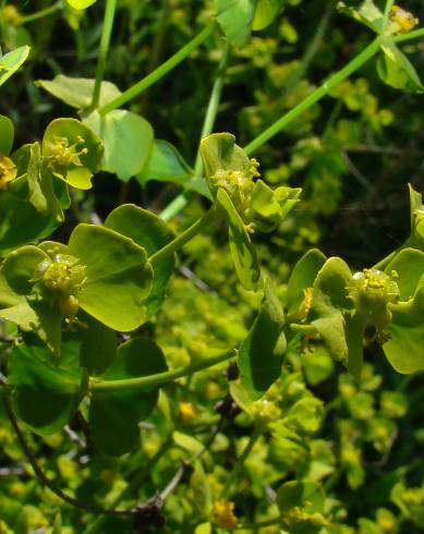 Fotografia de capa Euphorbia segetalis var. segetalis - do Jardim Botânico