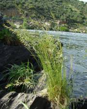 Fotografia da espécie Festuca duriotagana