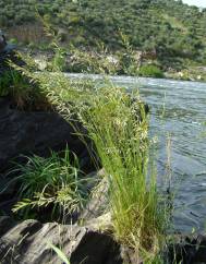 Festuca duriotagana