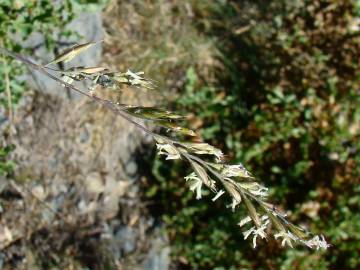 Fotografia da espécie Festuca summilusitana