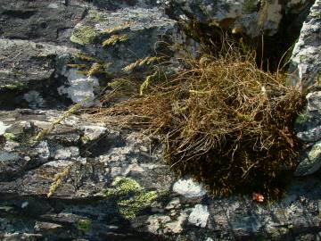 Fotografia da espécie Festuca summilusitana