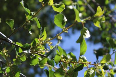 Fotografia da espécie Frangula alnus