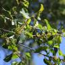 Fotografia 3 da espécie Frangula alnus do Jardim Botânico UTAD