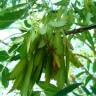 Fotografia 6 da espécie Fraxinus angustifolia subesp. angustifolia do Jardim Botânico UTAD