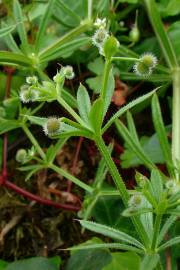 Fotografia da espécie Galium aparine subesp. aparine