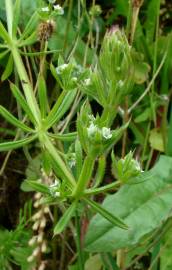 Fotografia da espécie Galium aparine subesp. aparine