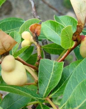 Fotografia 6 da espécie Pistacia terebinthus no Jardim Botânico UTAD