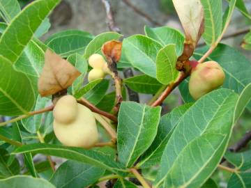 Fotografia da espécie Pistacia terebinthus