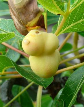 Fotografia 7 da espécie Pistacia terebinthus no Jardim Botânico UTAD