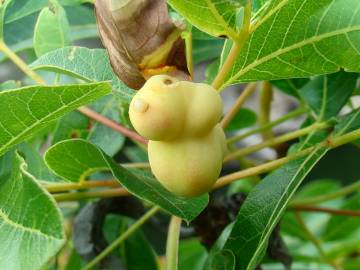 Fotografia da espécie Pistacia terebinthus