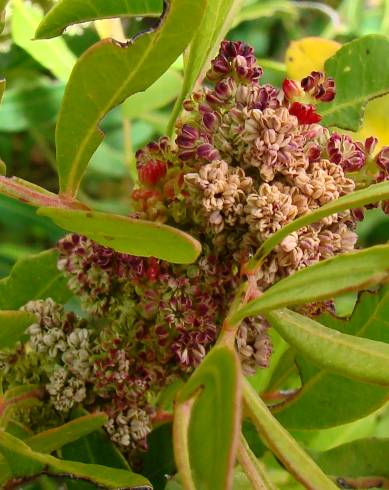 Fotografia de capa Pistacia lentiscus - do Jardim Botânico