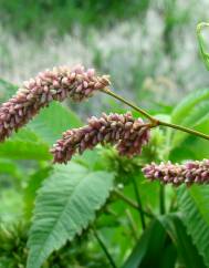 Polygonum lapathifolium