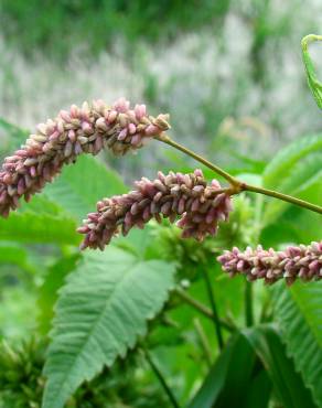 Fotografia 1 da espécie Polygonum lapathifolium no Jardim Botânico UTAD