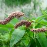 Fotografia 1 da espécie Polygonum lapathifolium do Jardim Botânico UTAD