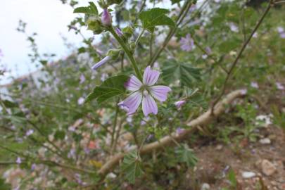 Fotografia da espécie Lavatera cretica