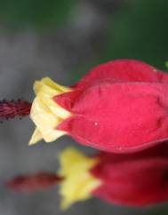 Abutilon megapotamicum var. kentish-belle