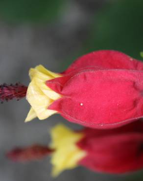 Fotografia 1 da espécie Abutilon megapotamicum var. kentish-belle no Jardim Botânico UTAD