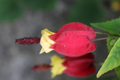 Fotografia da espécie Abutilon megapotamicum var. kentish-belle