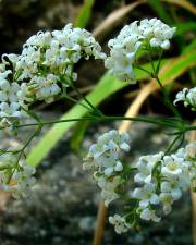 Fotografia da espécie Galium glaucum